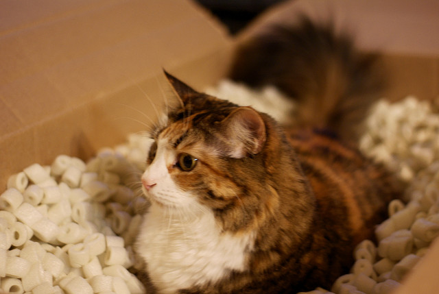 cat in a box