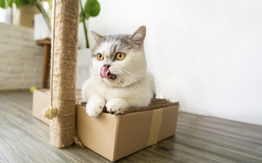 cat